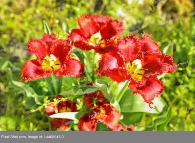 Отзыв о Растение садовое \"Тюльпан\" | Весна- это тюльпаны. Красивые, яркие,  такие разные. Фото моих дачных тюльпанов.