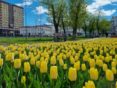 красивые картинки :: красота :: hdr :: тюльпаны :: Природа (красивые фото  природы: моря, озера, леса) :: art (арт) / картинки, гифки, прикольные  комиксы, интересные статьи по теме.