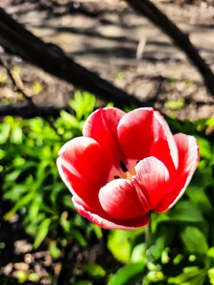 Самая яркая и красивая примета наступающей весны - букет тюльпанов в руках  улыбающейся девушки на улице. Желтые тюльпаны-это символ радости… |  Instagram