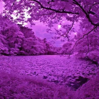 Фиолетовый цвет красивые картинки (53 фото) - 53 фото