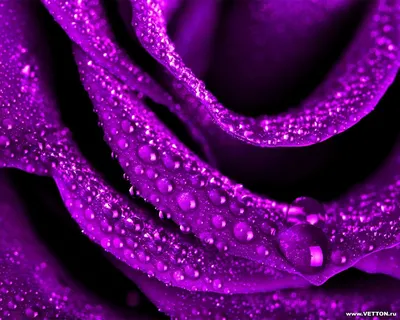 Фиолетовые рисунки - 76 фото