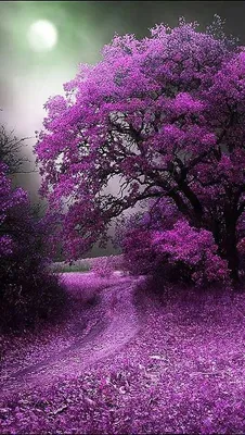 Фиолетовый цвет - красивые картинки (60 фото)