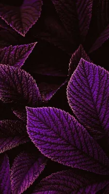 Фиолетовый цвет в природе - красивые фото