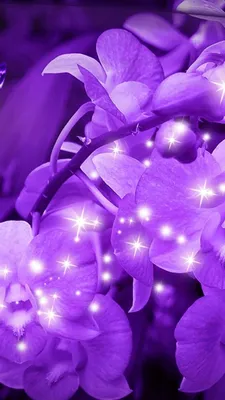 Идеи на тему «Фиолетовый мир» (710) | пурпурный, фиолетовые цветы,  фиолетовый