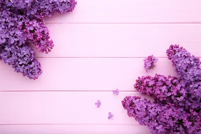 Свет фиолетового цвета предпосылки градиента мягкий, обои красивые,  фиолетовый оттенок градиента фиолетовые мягкие яркие градиент Иллюстрация  штока - иллюстрации насчитывающей померанцово, пинк: 118766873