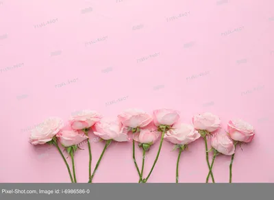 Цветы розового цвета с фото и названиями