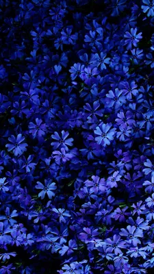 Синий цвет - красивые картинки (60 фото)