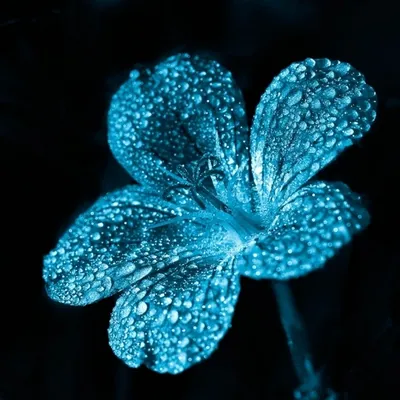 Синий цвет - красивые картинки (100 фото) • KLike.net