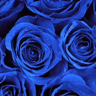 Голубые розы картинки - 69 фото