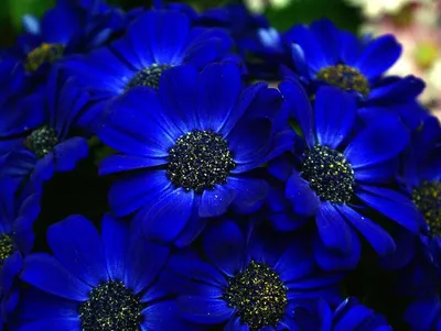 Цветок банны также называется банна лилия в саду в синем цвете Стоковое  Фото - изображение насчитывающей листья, крит: 165852816