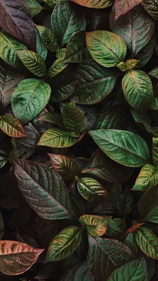 Красивый фон для историй в инстаграм | Plants, Iphone wallpaper, Phone  backgrounds