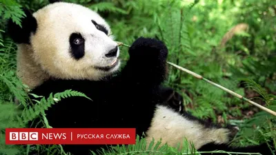 4873. 30 красивых животных, которых можно встретить в Коста-Рике