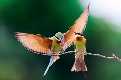 Вы в них точно влюбитесь! Самые красивые птицы Беларуси - 01.04.2021,  Sputnik Беларусь