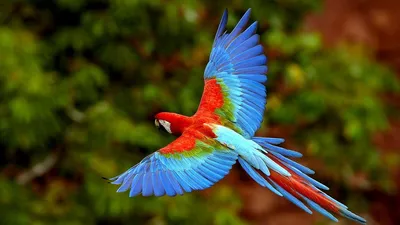 Красивые птицы Индии на снимках Тхирумурти Ра | Пикабу