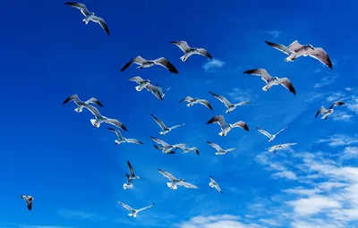 Бесплатное изображение: птиц, животных, птичьего, клюв, красивые цвета,  перья, забор