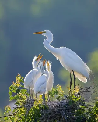 Красивые птицы в природе стоковое фото. изображение насчитывающей горизонт  - 135758770