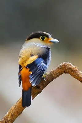 Фотография | Разноцветные птицы, Красивые птицы, Фотографии животных