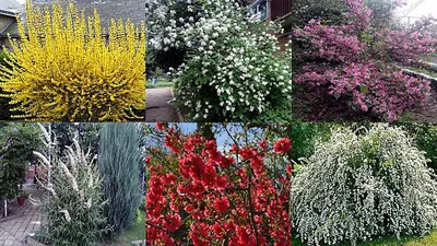 Самые неприхотливые цветущие кустарники для сада и на даче - YouTube