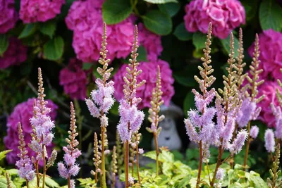 Самые красивые зимостойкие кустарники-многолетники цветущие все лето |  ivd.ru