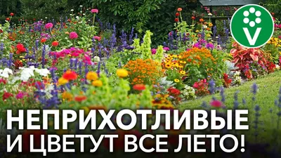 Декоративные кустарники. Купить декоративные кустарники/кусты для дачи -  SADshop. Киев, Украина