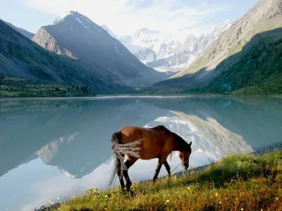 Что посмотреть на Алтае | Лучшие видео ролики онлайн про путешествия по  разным странам и местам