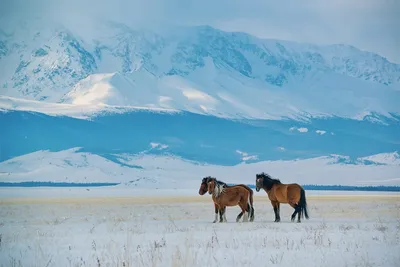 Алтай | Самые красивые места Алтая - YouTube