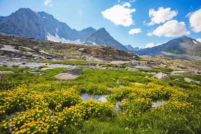Самые красивые места на Алтае для отдыха - фото | Большая Страна