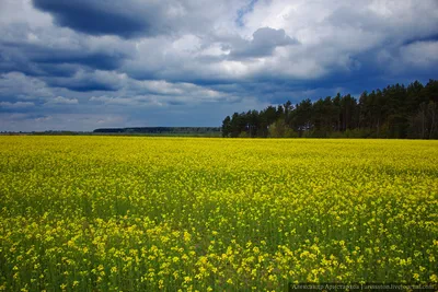 Красивые места Беларуси ч.5. | Wild Ash | Дзен