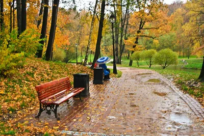Осень в Подмосковье: самые красивые места для прогулок | Путеводитель  Подмосковья