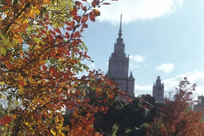 Романтические места Москвы: кинотеатр для двоих, тропический сад, крыши -  cuva.ru