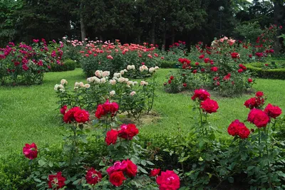 Розы на даче - 72 фото