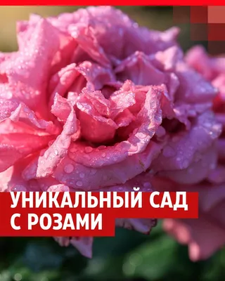 красивые розарии на даче фото: 17 тыс изображений найдено в  Яндекс.Картинках | Садоводство, Сад, Розы