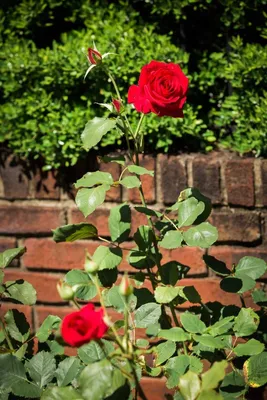 Красивые клумбы с розами - 75 фото