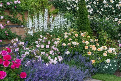 Розарий на даче: 70 фото живописного украшения за садом и цветником