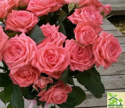 Красивый букет из нежно розовых роз купить с доставкой по Томску: цена,  фото, отзывы.