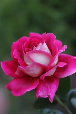 Заказать красивые розы в коробке FL-1788 купить - хорошая цена на красивые  розы в коробке с доставкой - FLORAN.com.ua