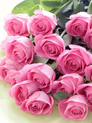 Роза-самый красивый цветок | Цветы пустыни, Красивые розы, Розовые цветы