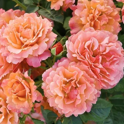 Розы для подруги, мамы с бесплатной доставкой по Щёлково - LILIUM