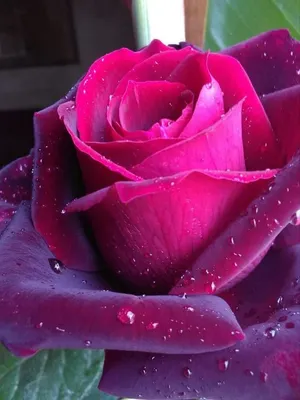 Картинки цветы розы красные красивые (70 фото) » Картинки и статусы про  окружающий мир вокруг