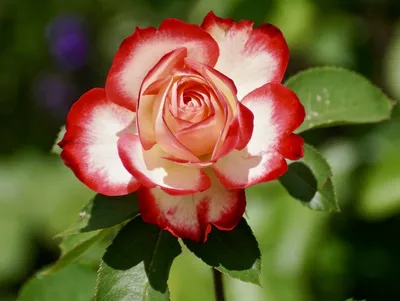 Красивые розы на столе цвета, крупным планом :: Стоковая фотография ::  Pixel-Shot Studio