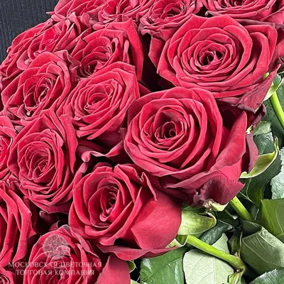 Красивые розы картинки фото фотографии