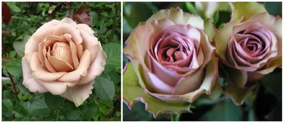Букет красивых роз, букет роз Киев доставка, розы букет киев, купить букет  роз в Киеве, красивые розы с доставкой, розовые розы купить киев, стильный  букет роз