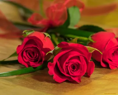 Красивые розы картинки на рабочий стол фото