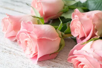 Красивые розы на рабочий стол - 70 фото