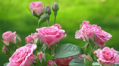 Скачать 1920x1080 розы, цветы, куст, розовые, листья, | Hoa, Hoa hồng đẹp,  Hoa hồng