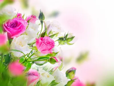 Обои на рабочий стол Красивый букет розовых и белых роз, обои для рабочего  стола, скачать обои, обои бесплатно