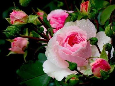 Обои \"Розы\" на рабочий стол, скачать бесплатно лучшие картинки Розы на  заставку ПК (компьютера) | mob.org
