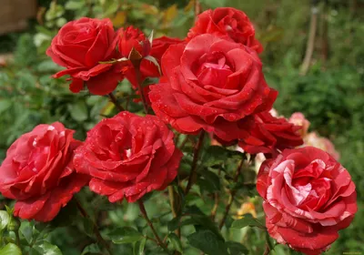 Обои Цветы Розы, обои для рабочего стола, фотографии цветы, розы, красный,  куст Обои для рабочего стола, скачать обои картинки заставки на рабочий стол .