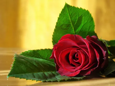 Картинка на рабочий стол роза, цветы, beauty, милые, for you, прохладный,  красная, красивая, flower, натюрморт, rose, delicate, красота, любовь, red  rose, фото, элегантный, романтика, красивая, фотографии, для тебя, cool,  красивые, still life,