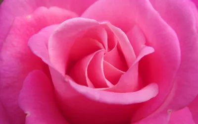Фон рабочего стола где видно розовая роза, цветы, яркие, красивые обои на рабочий  стол, Pink rose, flowers, bright, beautiful wallpapers